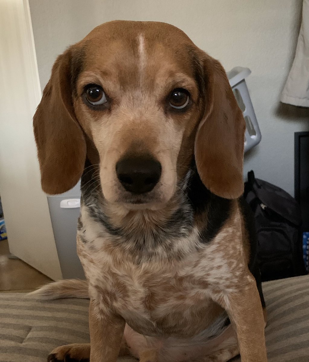 Gorebee's tweet photo. The look of โyou really arenโt going to give me any of your food!โ Haha. #hounds #beagle #oakley #sosad #thosepuppydogeyes https://t.co/DSA82hJCCu