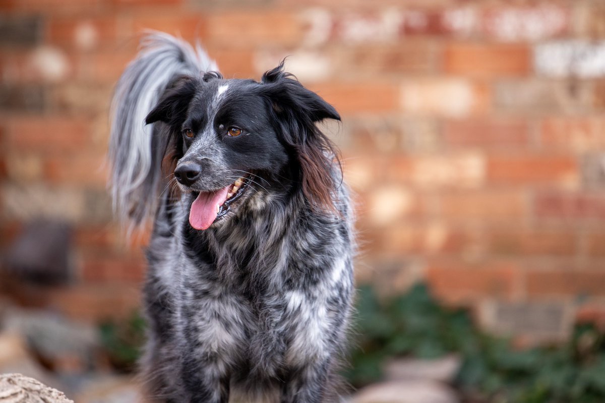 kwmck96's tweet photo. dogs are my second favorite subjects https://t.co/Ozr6MB68jH