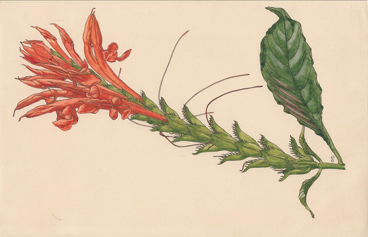 BHL (@biodivlibrary) on Twitter photo The fiery spike (Aphelandra aurantiaca) is native to Mexico & South America. #SciArt by Mary Barnas Pomeroy from her "Wildflowers & Landscapes of Ecuador", an unpublished manuscript released as an ebook by <a href="/mobotgarden/">MO Botanical Garden</a> via #BHLib ➡️ s.si.edu/3aSM3xm #HerNaturalHistory The fiery spike (Aphelandra aurantiaca) is native to Mexico & South America. #SciArt by Mary Barnas Pomeroy from her "Wildflowers & Landscapes of Ecuador", an unpublished manuscript released as an ebook by <a href="/mobotgarden/">MO Botanical Garden</a> via #BHLib ➡️ s.si.edu/3aSM3xm #HerNaturalHistory