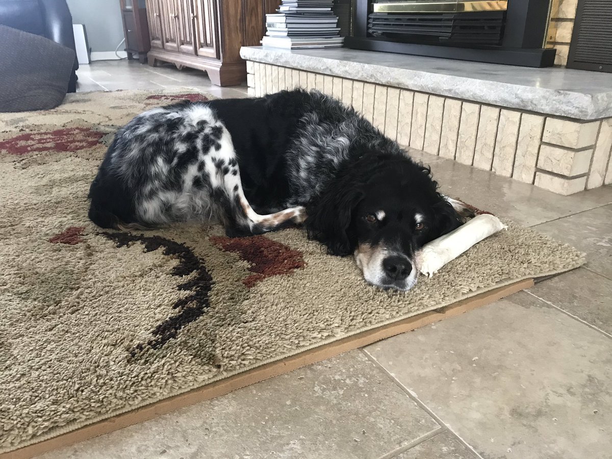 ShirleysPets's tweet photo. Cooper loved his walk, but now he is ready for his afternoon nap... #ShirleysPets #petsitter #dogwalker https://t.co/GR74kqTHYf