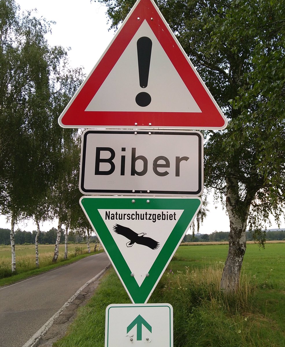 bergwaldprojekt's tweet photo. Wo in Biber-Württemberg die meisten #Biber leben: Im Landkreis #Biberach wird die „Entnahme“ von #Bibern nach dem „Vorbild“ Bayern geprüft.
https://t.co/jFq2b57V0p https://t.co/eBge7xdHwv