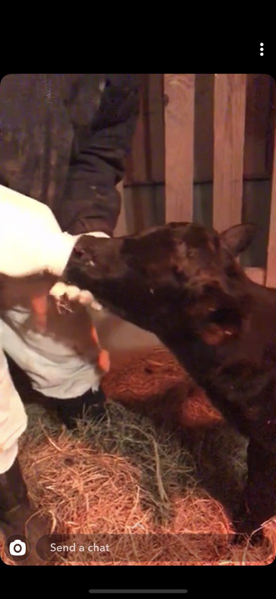 MadisonnLea's tweet photo. ISO new bf. Mine just told me he bought me a bottle calf for valentine’s day 😶 https://t.co/Ely3TUnl7V