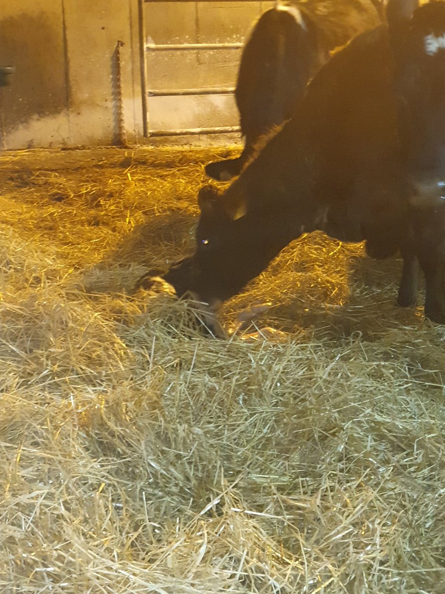 #calving2020 <a href="/Friesian_man/">𝐁𝐫𝐮𝐜𝐞 𝐓𝐡𝐨𝐦𝐩𝐬𝐨𝐧</a>