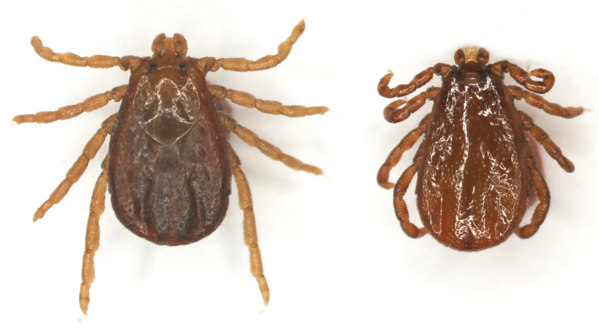 Did you know ticks can be active on livestock in the winter. This is a less known tick that can get on livestock especially during cool winters in Oklahoma.  Dermacentor albipictus aka Winter Tick.