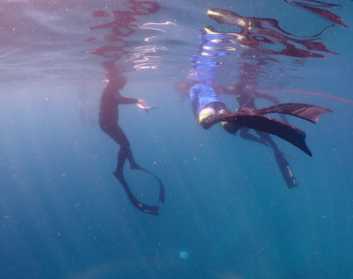 sea_mastermind's tweet image. Freedive Instructor Development Course (level 1) Class 2/2019 Open Water Exam Day 1-4 #FreediveInstructor #InstructorDevelopmentCourse #Freediving #Freedive #InstructorTrainer #สอบ #ฟรีไดฟ์ #SeaMastermind #เรียนครูฟรีไดฟ์