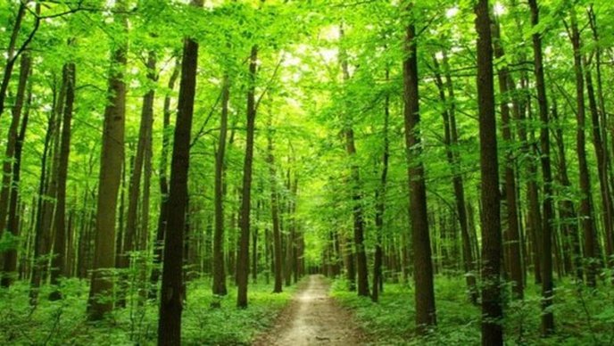 StankoTop's tweet image. Kupujem šumu ,cjela Evropa