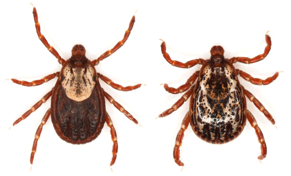Did you know this is the main external parasite that transmits the bacteria that causes Anaplasmosis in cattle especially the male tick on the right.  Dermacentor variabilis aka American Dog Tick.