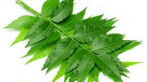 ENGMDALI's tweet image. There is a cure for coronary virus.
I know about viral drugs and their cure. It is not a complex virus. I'm good in my country so you have no reason to worry. If anyone is infected with this disease.
If the patient understands that neem leaf herbal leaves.