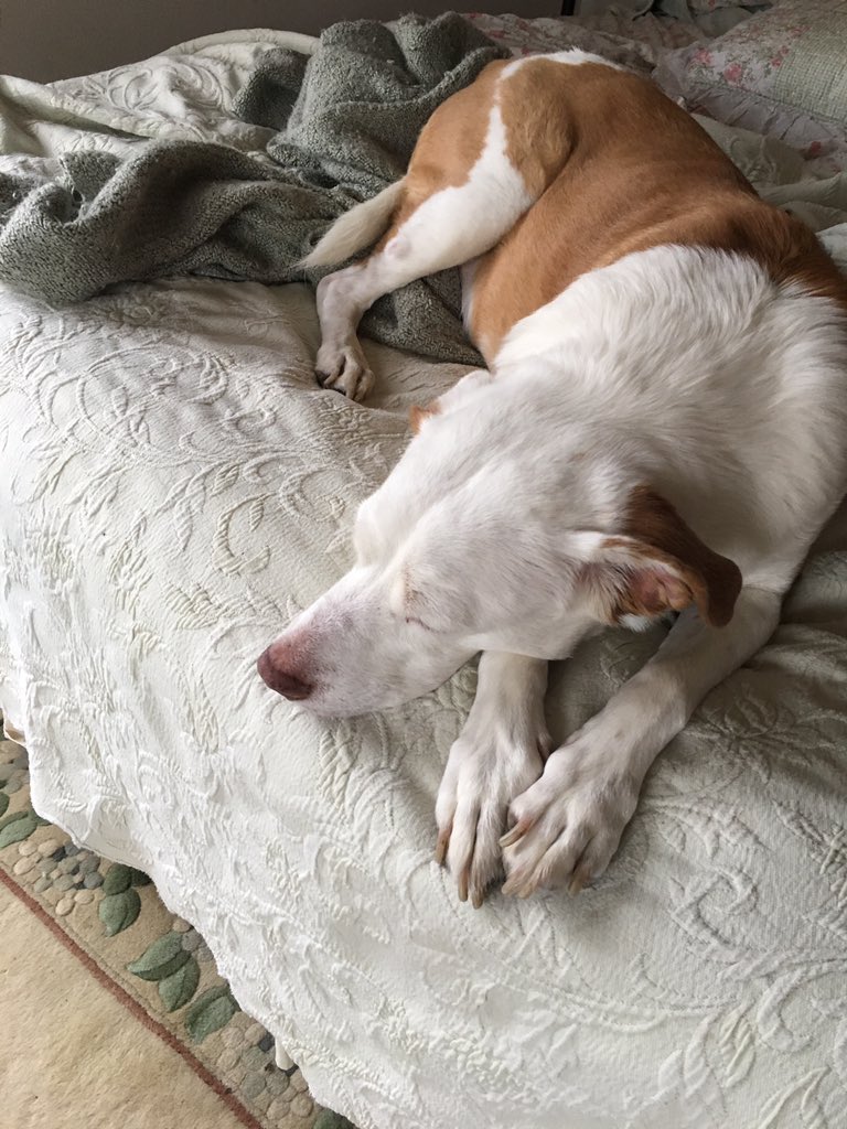 paula_blyth's tweet photo. @JonahDispatch My 12 year old pit says please come back later for #bloombergshake https://t.co/JQBbu3gW3Y