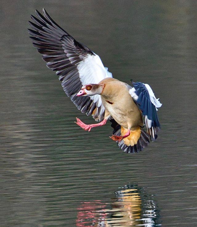 TorbenSprt's tweet photo. Egyptian Goose#bird_brilliance #geoleserfoto #canon_photos #canondeutschland #canonphotography #bestanimalpics #best_birds_of_ig  #nature_worldwide_birds  #vogelfotografie #canonfotografie  #vogelfotografie_deutschland #vogelbeobachtung #raw_birds #birdw… https://t.co/GUcPgt4RKG https://t.co/BSMr8StnDD