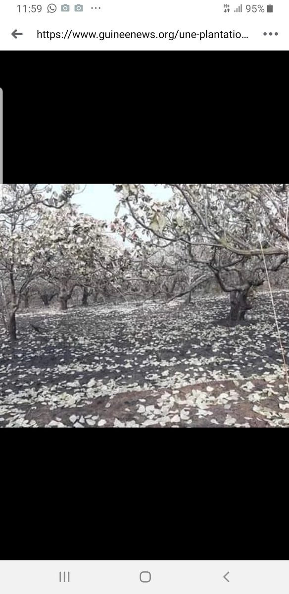 《C'est un champs d'anacarde qui est parti en fumée, toute une exploitation, toute une vie.
On ne pourra jamais comptabiliser ce que nous avons investit. Ce sont des milliards d'investissements mis en cendre. 10 ans de travail de dur labeur》.
<a href="/MALADODIPLOMATE/">Mamadou Maladho Dial</a> dans #Africa2015.