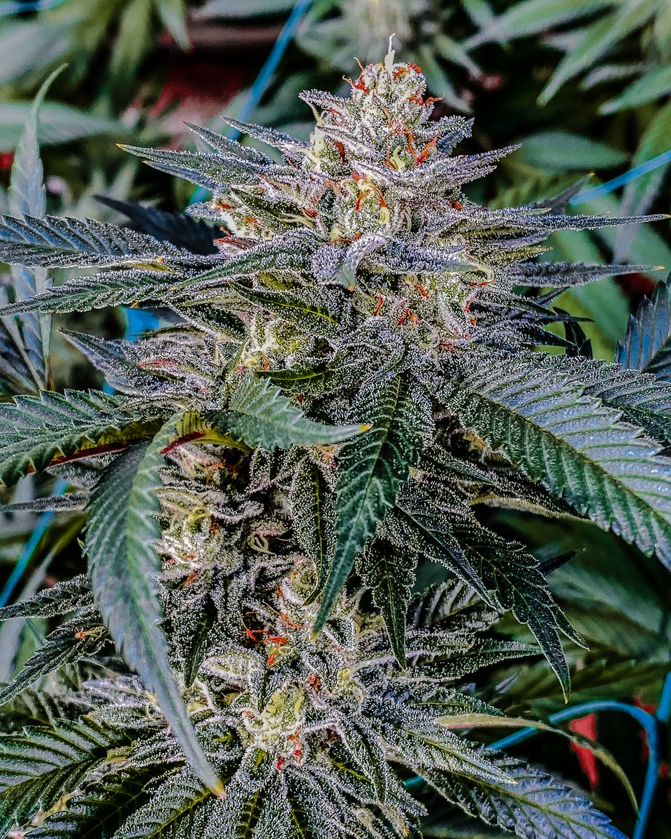 OnePlantUS's tweet photo. Bred by @reallycannarado, Sherb D is an indica-hybrid cross of Sunset Sherbert x Chemdog D. This distinctive cultivar offers a fruit laced twist on Chemdog D and induces a heavy relaxing effect.
Join us on January 31st for our limited in-store release! 💚 #OnePlantLife #SherbD https://t.co/s3a3wmJt0Z