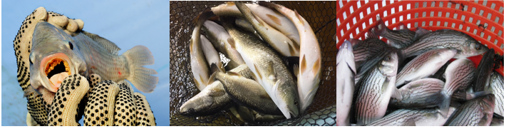 wfsctamu's tweet photo. Lunchtime Seminar, January 31, 2020, 12 PM

Update on the Use of Dietary Beta-Glucans to Improve Fish Health

Drs. Delbert M. Gatlin III and Fernando Yamamoto

The seminar will be at noon in WFES 411.

Interested students, staff and faculty are warmly invited to attend. https://t.co/PSLtTBZMGn