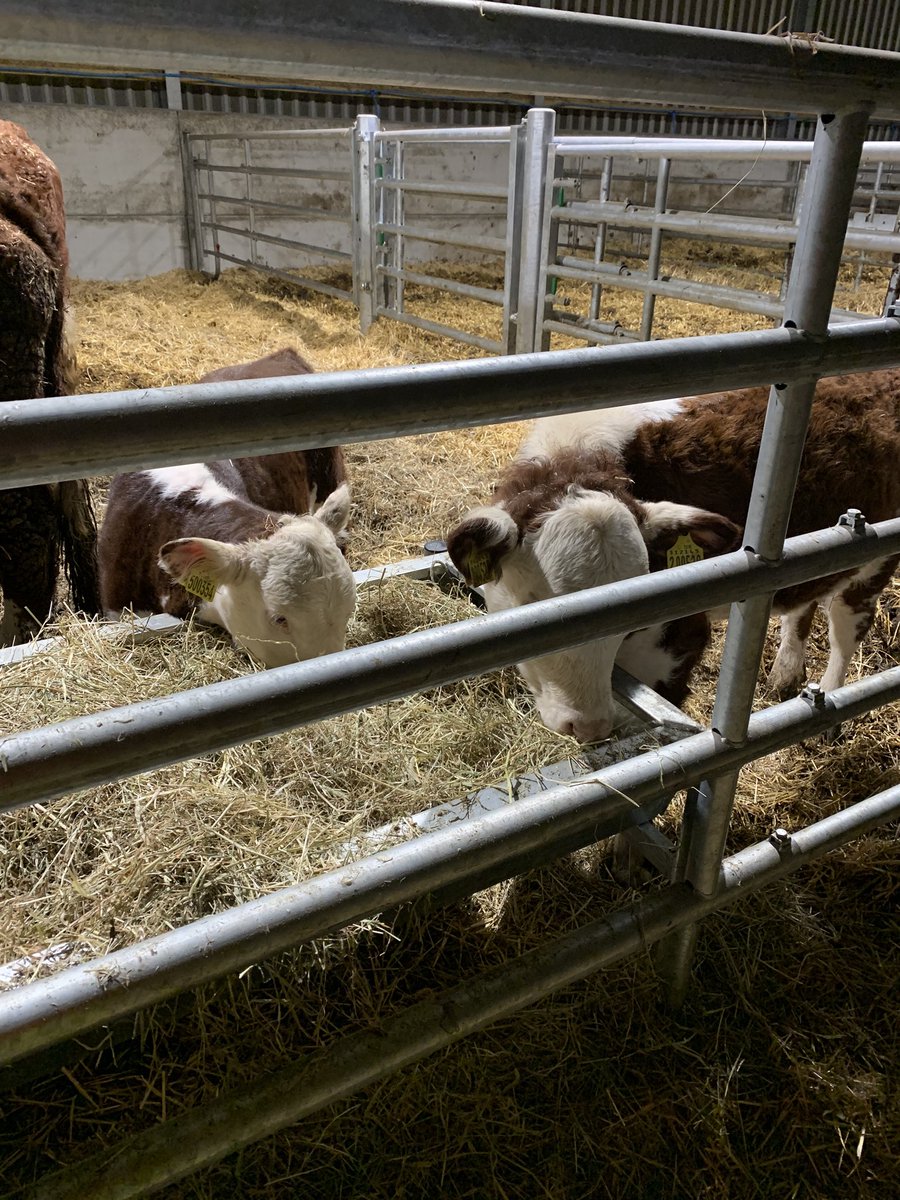 Nigelrefowens's tweet photo. The “Mairwen”Pedigree Hereford Herd. Named after my late mother Rhachel Mairwen Owens. Loving this farming life. Thanks everyone who have helped me start and set up this next chapter. Especially my dad &amp; my amazing partner. Not finished refin yet mind😂 🏉thanks also @UKHerefords https://t.co/onh0tzEvlm