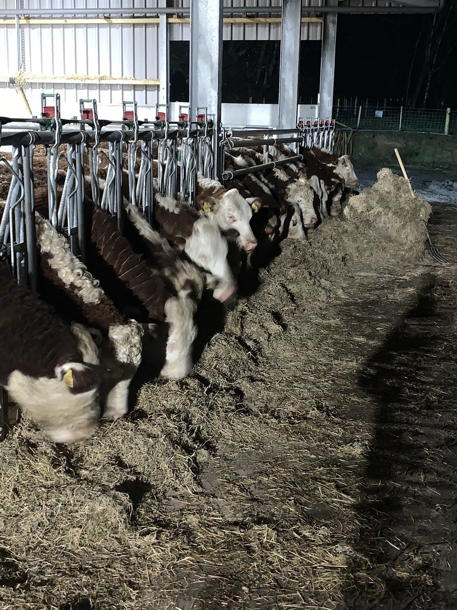 Nigel Owens Mbe On Twitter The Mairwen Pedigree Hereford Herd Named After My Late Mother Rhachel Mairwen Owens Loving This Farming Life Thanks Everyone Who Have Helped Me Start And Set Up This