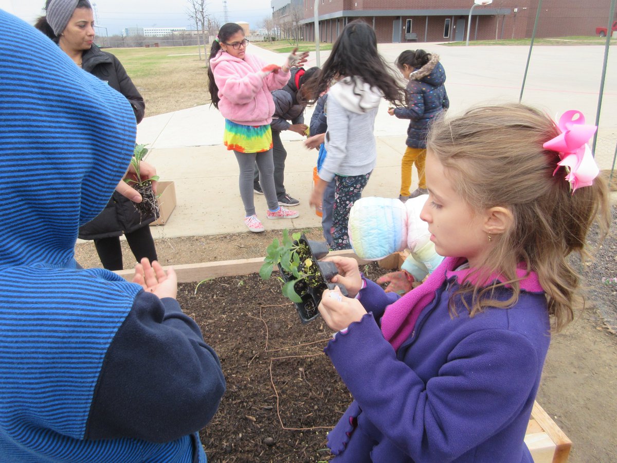keikoroann's tweet image. In the cold morning on another planting day🥶, Garden Guru started with Jumping Jacks to get warm. They learned how to take plants out of the pots without damaging plants and roots. They planted them in the soil using the square foot gardening method. @CISDNutrition #schoolgarden