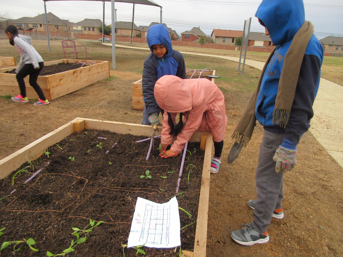 keikoroann's tweet image. In the cold morning on another planting day🥶, Garden Guru started with Jumping Jacks to get warm. They learned how to take plants out of the pots without damaging plants and roots. They planted them in the soil using the square foot gardening method. @CISDNutrition #schoolgarden
