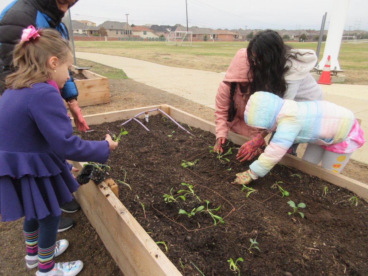 keikoroann's tweet image. In the cold morning on another planting day🥶, Garden Guru started with Jumping Jacks to get warm. They learned how to take plants out of the pots without damaging plants and roots. They planted them in the soil using the square foot gardening method. @CISDNutrition #schoolgarden