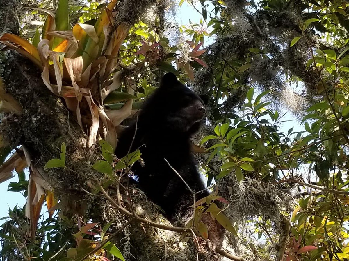 entreojosco's tweet photo. #EnDesarrollo @Corpoboyaca y expertos en fauna silvestre adelantan el traslado de un #OsoAndino reportado por la comunidad cerca de #Moniquirá,
carretera central, Ruta 62 de la Autopista #Tunja-#Bucaramanga. Con el apoyo de la Fundación #Bioandina será regresado a su hábitat. https://t.co/wBjclFuVAr