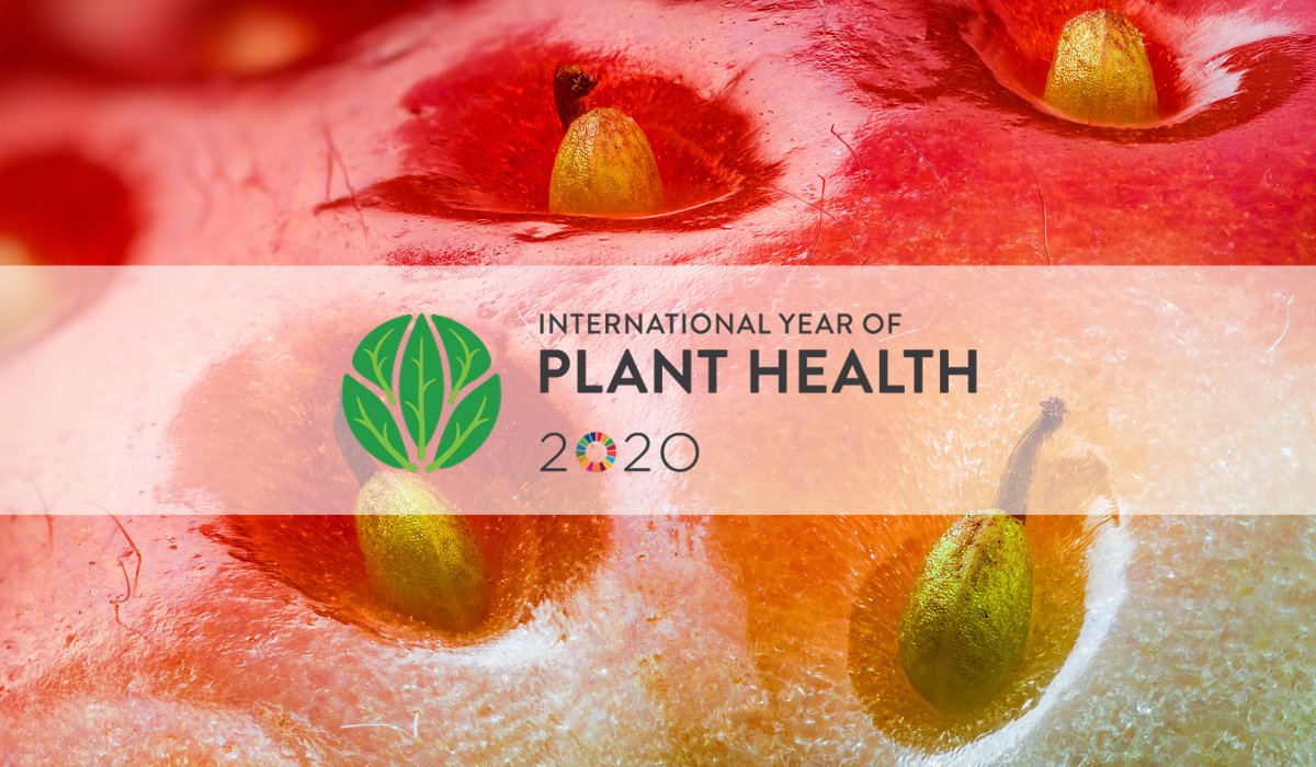 Bioiberica's tweet photo. Up to 40% of food #crops are lost due to #pests. Plant stress management and biological pest control will help to improve this global situation. We explain it on the #BlogBioiberica https://t.co/dEbuTvoAQB #IYPH2020 https://t.co/0rV1mgaxa8