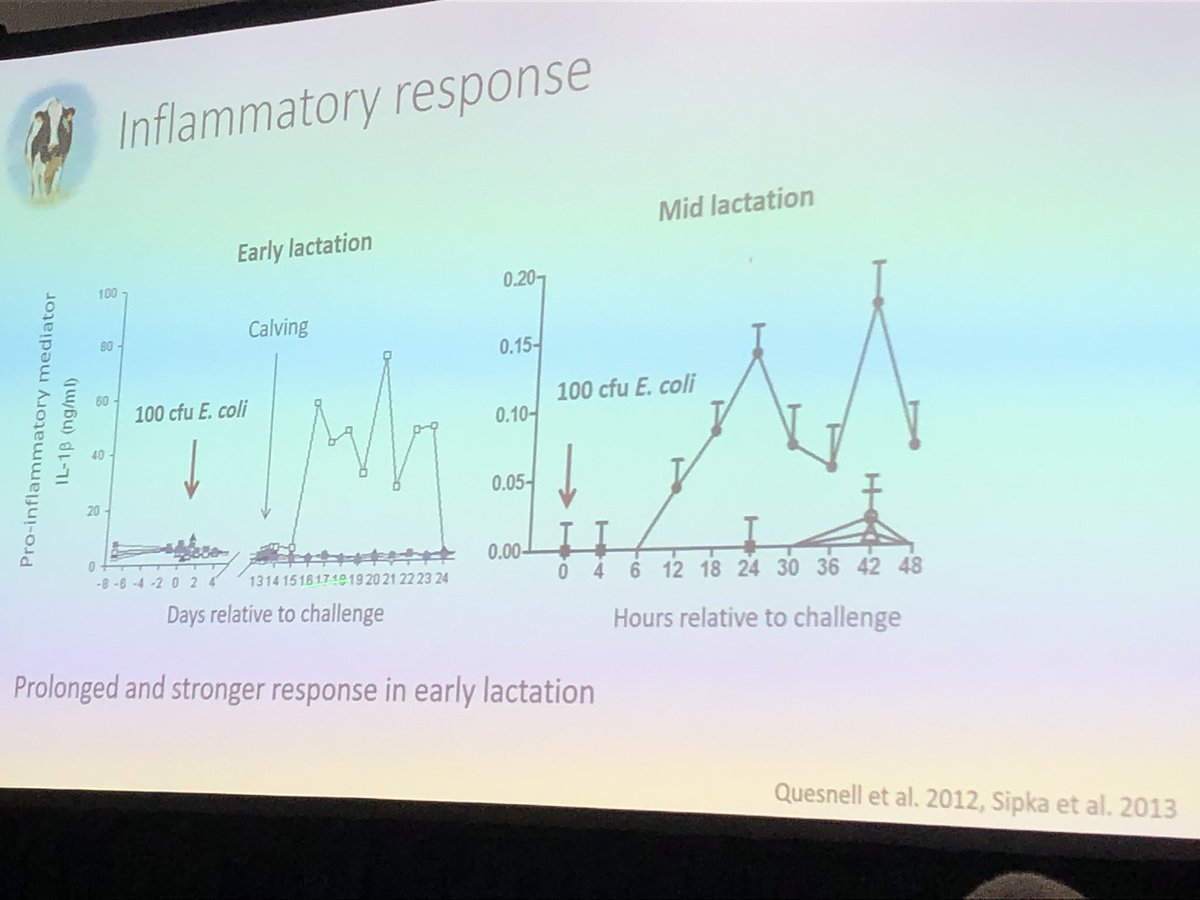 Sipka ~ inflammatory response to E coli #nmc20