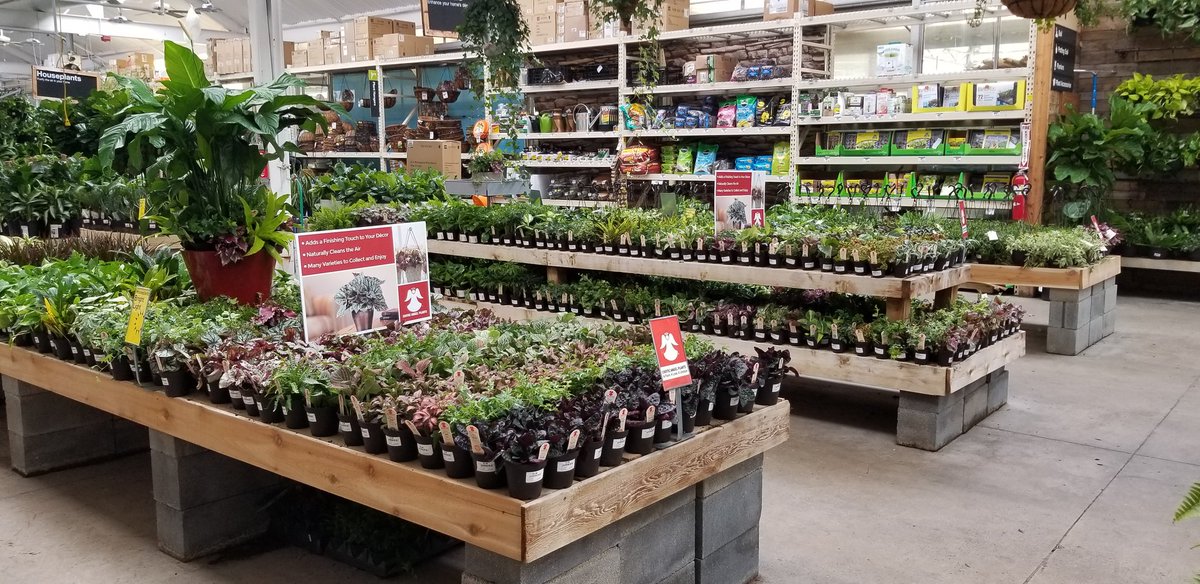 MoveandLose's tweet photo. HD 121 Cumberland has a huge display of Costa Farms Exotic Angel Plants to transform your home into a "Tropical Oasis"! https://t.co/R8Hf1MH7E9