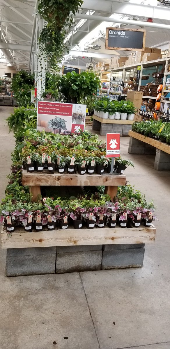 MoveandLose's tweet photo. HD 121 Cumberland has a huge display of Costa Farms Exotic Angel Plants to transform your home into a "Tropical Oasis"! https://t.co/R8Hf1MH7E9