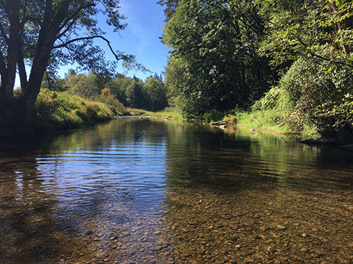 Scenic view of Newaukum River in the Upper Chehalis Watershed.