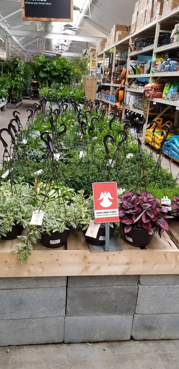 HD 121 Cumberland has a huge display of Costa Farms Exotic Angel Plants to transform your home into a "Tropical Oasis"!