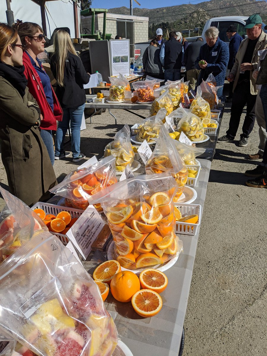 Christopher Drozd (@microbe_manager) on Twitter photo Great day at #citrusday2020 yesterday! Awesome talks from @UCANRBethGC, <a href="/moniquejrivera/">Monique Rivera</a> , <a href="/RoperLabUCR/">Roper Lab @ UC Riverside</a> and others!! Great to learn about (and taste) what's new in Citrus!!
<a href="/UCRCNAS/">UC Riverside CNAS</a> <a href="/UCRiverside/">UC Riverside</a> <a href="/UCR_ScienceNews/">UCR Science News</a> Great day at #citrusday2020 yesterday! Awesome talks from @UCANRBethGC, <a href="/moniquejrivera/">Monique Rivera</a> , <a href="/RoperLabUCR/">Roper Lab @ UC Riverside</a> and others!! Great to learn about (and taste) what's new in Citrus!!
<a href="/UCRCNAS/">UC Riverside CNAS</a> <a href="/UCRiverside/">UC Riverside</a> <a href="/UCR_ScienceNews/">UCR Science News</a>