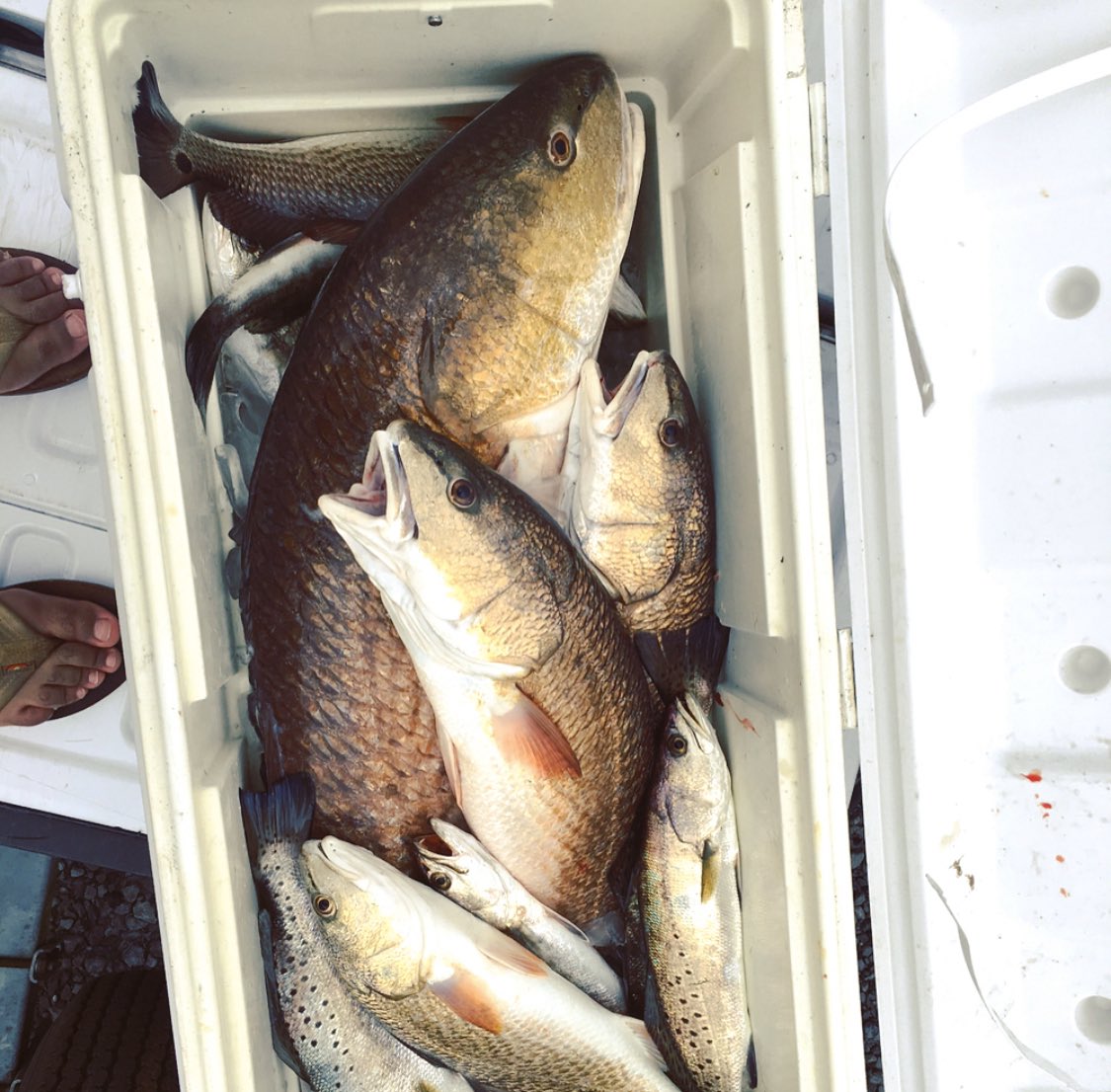 MrGoodlyCooks's tweet photo. Haven’t done one of these in a while.

Before &amp; After: BBQ Redfish on the Half Shell https://t.co/ZxrXtTqaVA