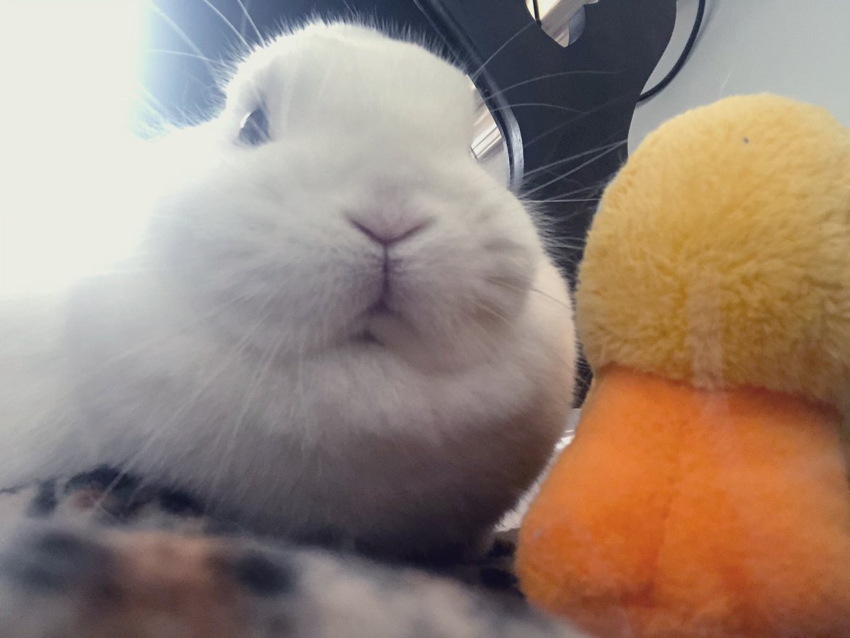 MagicZeBunny's tweet photo. Mes + Ducky wanted to take a selfie. Dis is ze best we got #LightsCameraAction #Flashbulbs #NetherlandDwarf #BunnyAndDucky 🐇🐤💓 https://t.co/hqd7d9z4dl