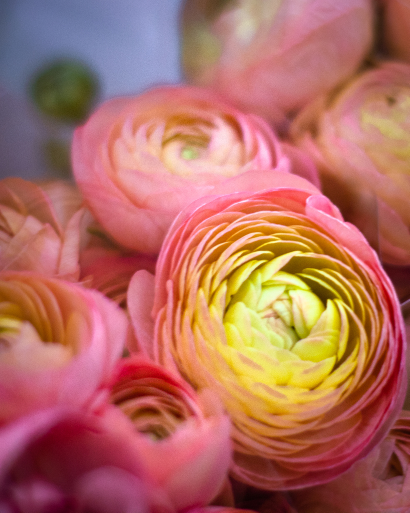 SoCalFlowerMrkt's tweet photo. Ranunculus flowers mean radiant charm. We're obsessed with these guys😍 https://t.co/8fo80H3Fnk