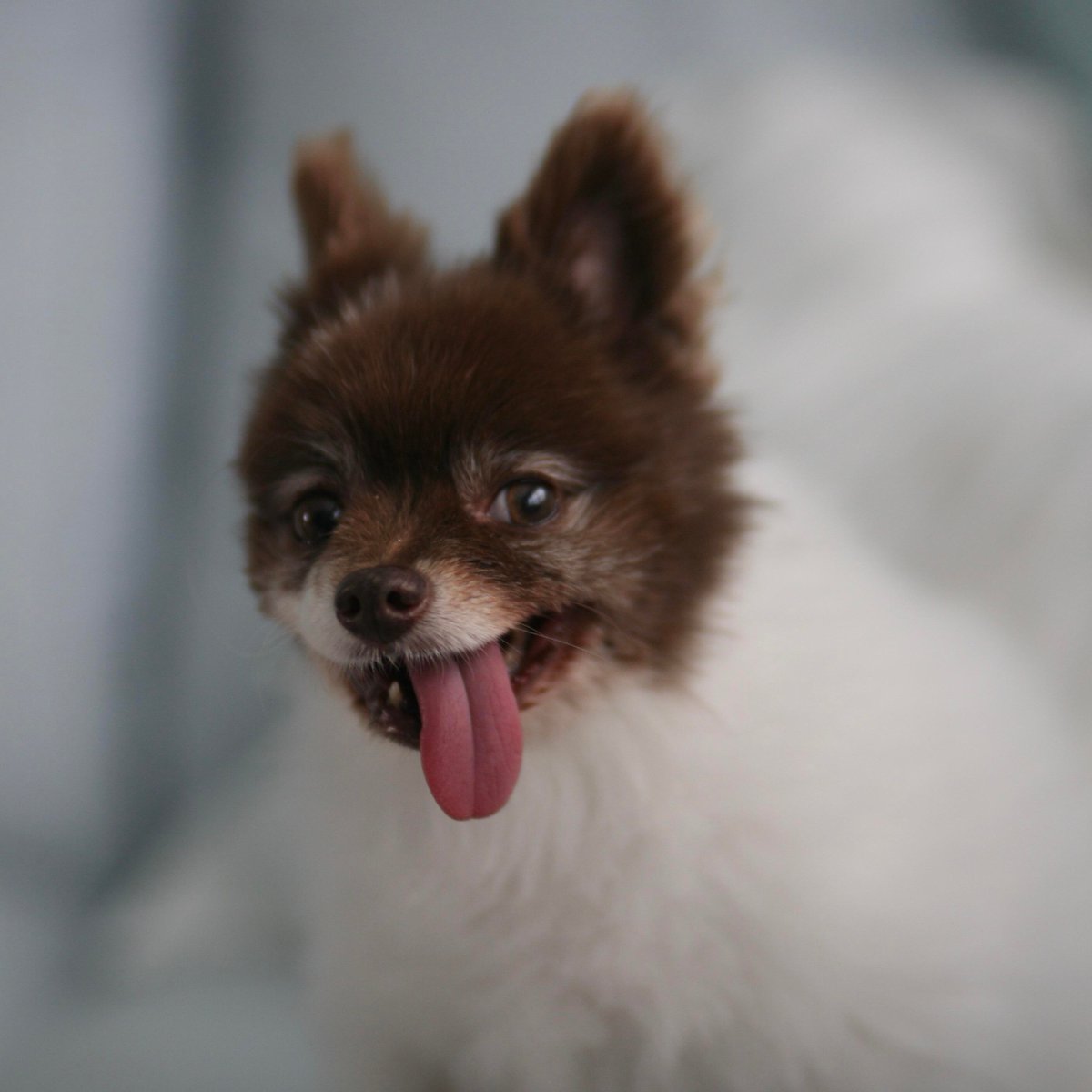 pawplee's tweet photo. Henlo frens! 😋🐶🐾⁠🐕
.⁠
.
.
#pawplee #dog #dogs #puppy #pup #ilovemydog #instagramdogs #lovepuppies #adorable #doglover #chihuahua #chihuahualover #chihuahuas #chihuahualove #chihuahuadog #chihuahuafanatics #chihuahualife #onlychihuahuas 📷 u/cynicalimodium https://t.co/p0iuPa2lew