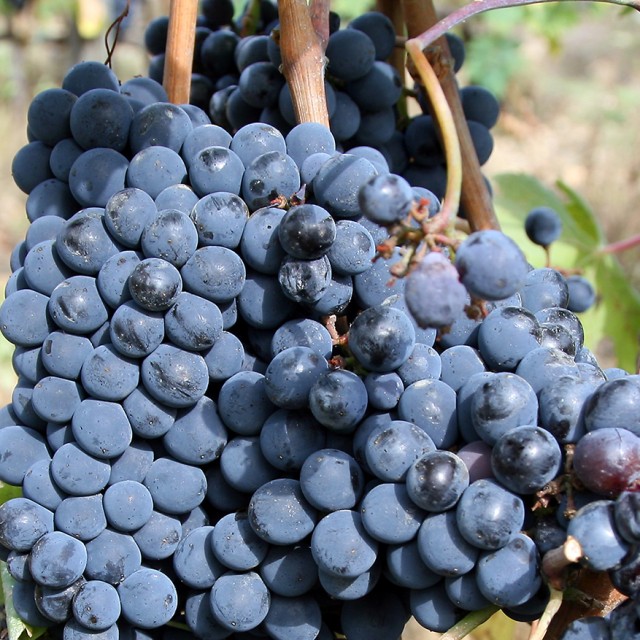Italy's winemakers put spotlight on Sangiovese thedrinksbusiness.com/2020/01/italys… via <a href="/teamdb/">The Drinks Business</a>