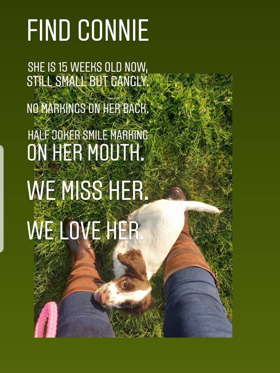 rosieDoc2's tweet photo. #FindConnie
🧡CONNIE IS APPROX 15/26 weeks OLD NOW
🧡CONNIE IS STILL SMALL but GANGLY
🧡CONNIE HAS NO MARKINGS ON HER BACK
🧡CONNIE HAS A HALF “JOKER” SMILE MARKING ON HER MOUTH
🧡WE MISS HER🧡WE LOVE HER🧡
🧡PLS HELP US FIND HER🧡PLS 📞IF YOU KNOW ANYTHING🧡 https://t.co/YBgg2prA1Q