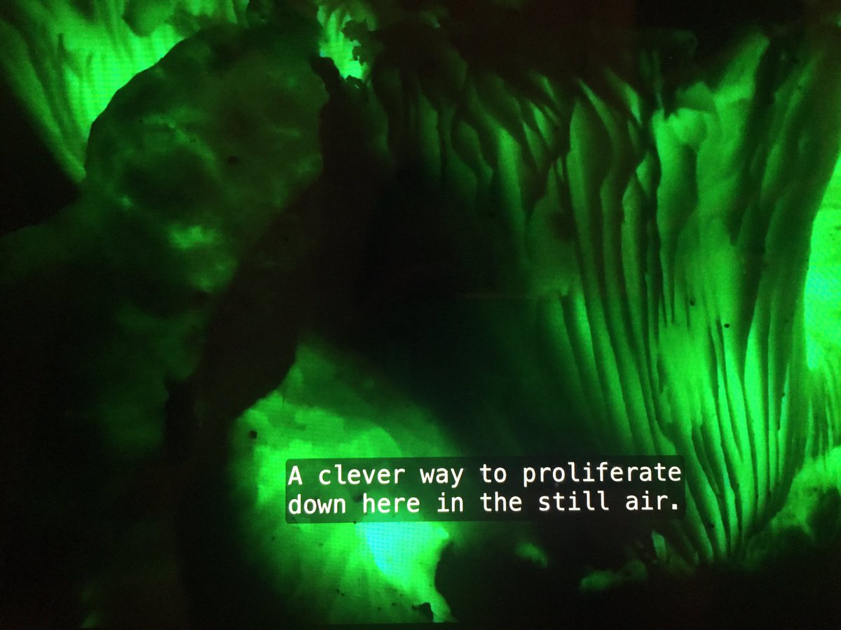 Watching Netflix’s new “Night On Earth” with the girls. Bit about bioluminescent mushrooms claims that the light attracts invertebrates which carry the spores from one mushroom to the next to “help fertilise them”. No @netflix this is not how fungi reproduction works! (1/2)