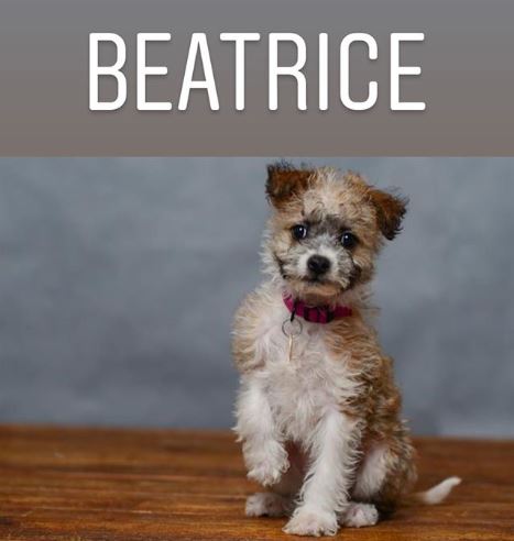 humanecolorado's tweet photo. Introducing some of the starting line-PUP for the @DENAirport Puppy Bowl.
The event kicks-off tomorrow at 10 a.m. with puppies intercepting the hearts of travelers visiting Denver International Airport. #DENPuppyBowl https://t.co/rus4mZWFcc