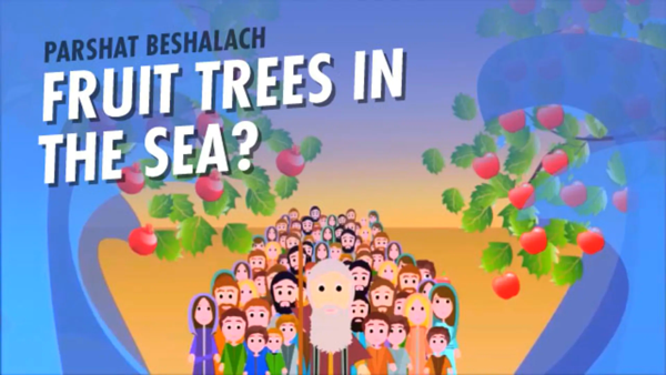 A Midrash states that when the Jews were walking through the sea on dry land, fruit trees surrounded them. Are we meant to understand this literally? Clearly this idea is meant to deepen our understanding of the meaning of Moses splitting the sea—but how? bit.ly/2vyyKC9