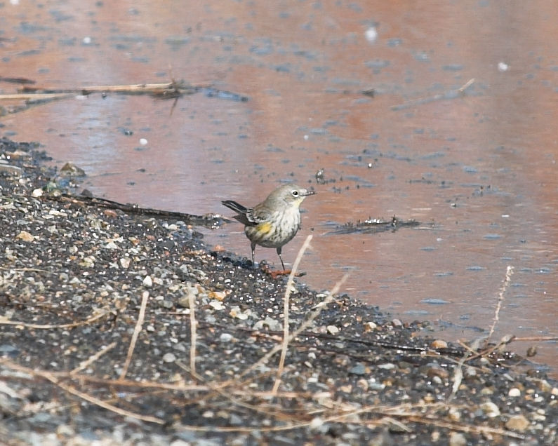 The yellow-rumped warbler, a small bird that is largely a white-grayish color with a yellowed breast. This bird stands on a beach next to a river.