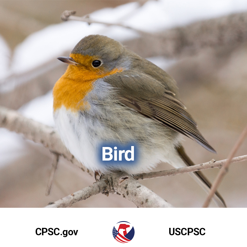 Picture of a european robin labeled bird