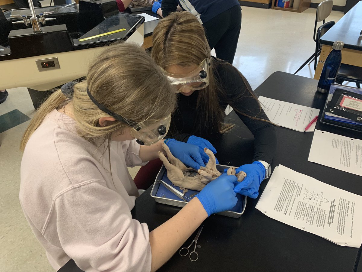 Wrapping up our anatomy unit in Bio 2 with a piglet dissection. Love giving my students this type of hands on experience! #theEASTway #WEareLakota