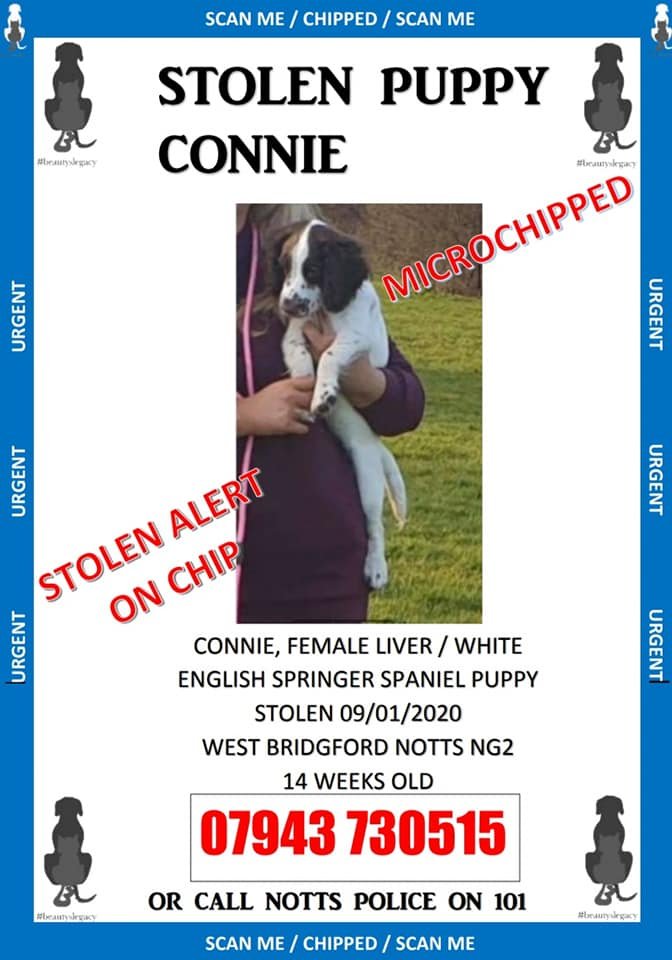 bs2510's tweet photo. CONNIE #FindConnie
#Missing 09 Jan 2020 West #Bridgford #Nottingham #NG2
Female #English #Springer #Spaniel Puppy now 17 weeks old Liver & White Microchipped
#STOLEN Investigating Force #Nottinghamshire Police
GROUP https://t.co/dJ4PWfh6ar
DOGLOST https://t.co/lEfJPlbACz https://t.co/rq76z8kYSl