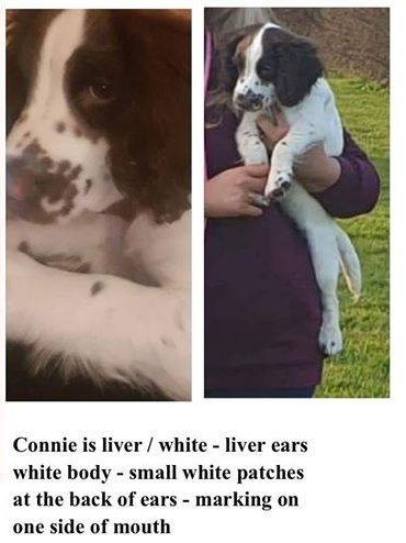 bs2510's tweet photo. CONNIE #FindConnie
#Missing 09 Jan 2020 West #Bridgford #Nottingham #NG2
Female #English #Springer #Spaniel Puppy now 17 weeks old Liver & White Microchipped
#STOLEN Investigating Force #Nottinghamshire Police
GROUP https://t.co/dJ4PWfh6ar
DOGLOST https://t.co/lEfJPlbACz https://t.co/rq76z8kYSl