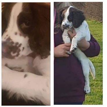 bs2510's tweet photo. CONNIE #FindConnie
#Missing 09 Jan 2020 West #Bridgford #Nottingham #NG2
Female #English #Springer #Spaniel Puppy now 17 weeks old Liver & White Microchipped
#STOLEN Investigating Force #Nottinghamshire Police
GROUP https://t.co/dJ4PWfh6ar
DOGLOST https://t.co/lEfJPlbACz https://t.co/ia5GSj5RNn