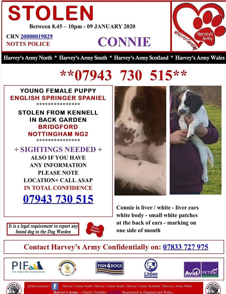 bs2510's tweet photo. CONNIE #FindConnie
#Missing 09 Jan 2020 West #Bridgford #Nottingham #NG2
Female #English #Springer #Spaniel Puppy now 17 weeks old Liver & White Microchipped
#STOLEN Investigating Force #Nottinghamshire Police
GROUP https://t.co/dJ4PWfh6ar
DOGLOST https://t.co/lEfJPlbACz https://t.co/ia5GSj5RNn