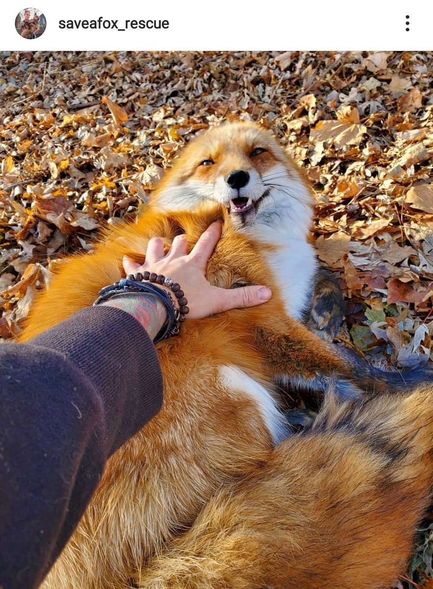 Because someone said I should keep this account happy & pure, let me add this to this thread  Mikayla rescues foxes that had been sold as pets and were later abandoned, or she rescues them from fur factories. Check out her IG  http://instagram.com/saveafox_rescue    #cuteness