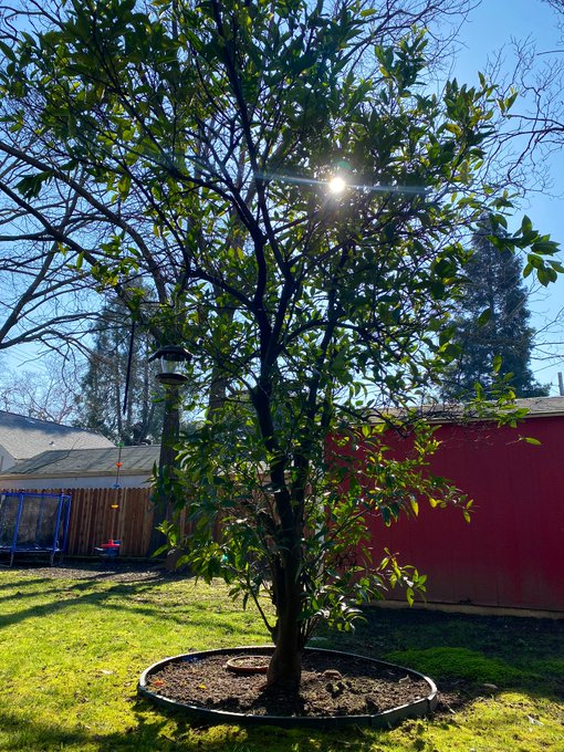I&rsquo;m so sad! While I was gone in Vegas, something ate all of the oranges off of my beautiful orange tree