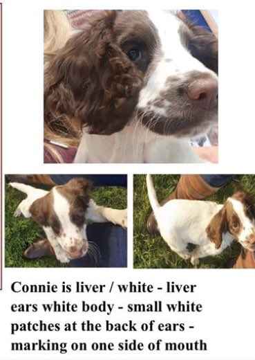 colliesontherun's tweet photo. CONNIE #StillMissing
If you took CONNIE pls do the right thing & bring her home
SHES “VERY” recognisable VERY distinctive markings 🤔
Pls take to local vet / police / take her home
❌WE NEED TO #findConnie PLS 📞 TY ❌ STOLEN #WestBridgford #Nottingham @nottslive @alid2912 https://t.co/FR3y6LxIj3