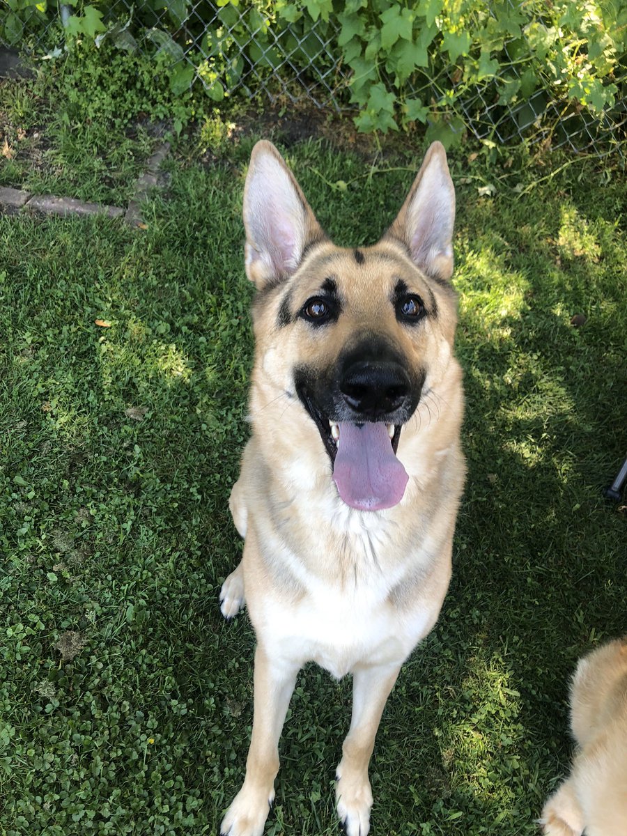 AlexissGrahamm's tweet photo. Zeus.                      Zeus. https://t.co/MRxAsfrx9r